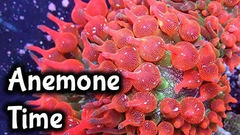 When To Add An Anemone: Reef Casa Studio 12 Build