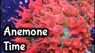When To Add An Anemone: Reef Casa Studio 12 Build
