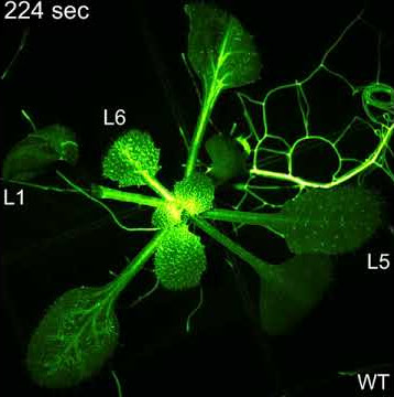 Calcium-based plant defense signalling