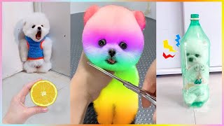 Funny and Cute Dog Pomeranian 2023 😍🐶| Funniest Puppy Videos 🐕 # 381