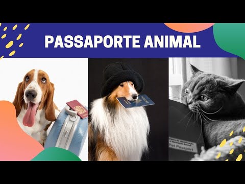 Vídeo: Como Conseguir Um Passaporte Para Um Cachorro