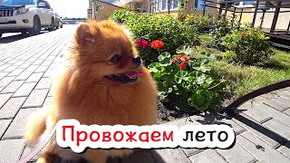 A dog is a reflection of its owner! The last video of the outgoing summer. Spitz Bella on a walk