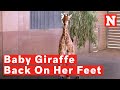 Baby Giraffe With Birth Defect In Legs Helped Back On Her Feet