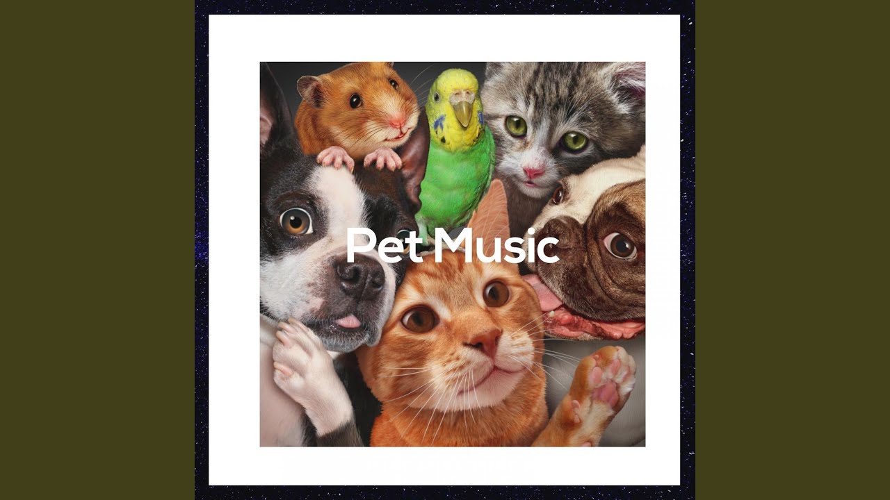 Pet Songs YouTube