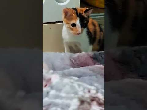 My Name Is Maysa Newsong News Funny Comedy Memes Shortsvideo Newvideo Recommended Love