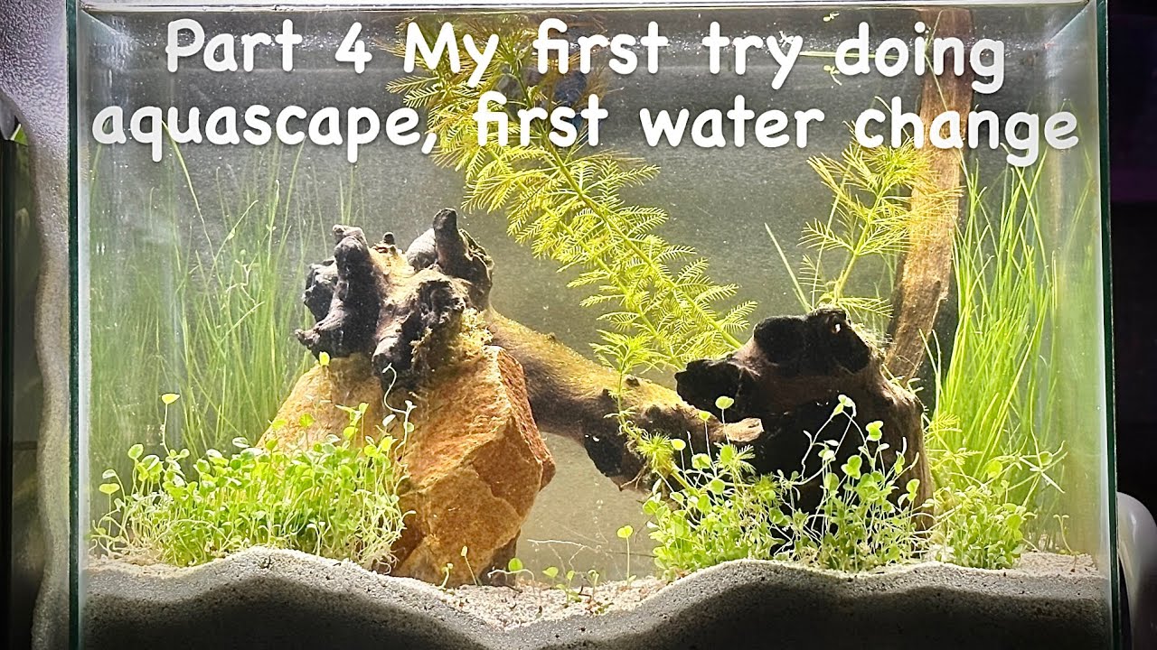Part 4 My first try doing aquascape, first water change.aquascape 