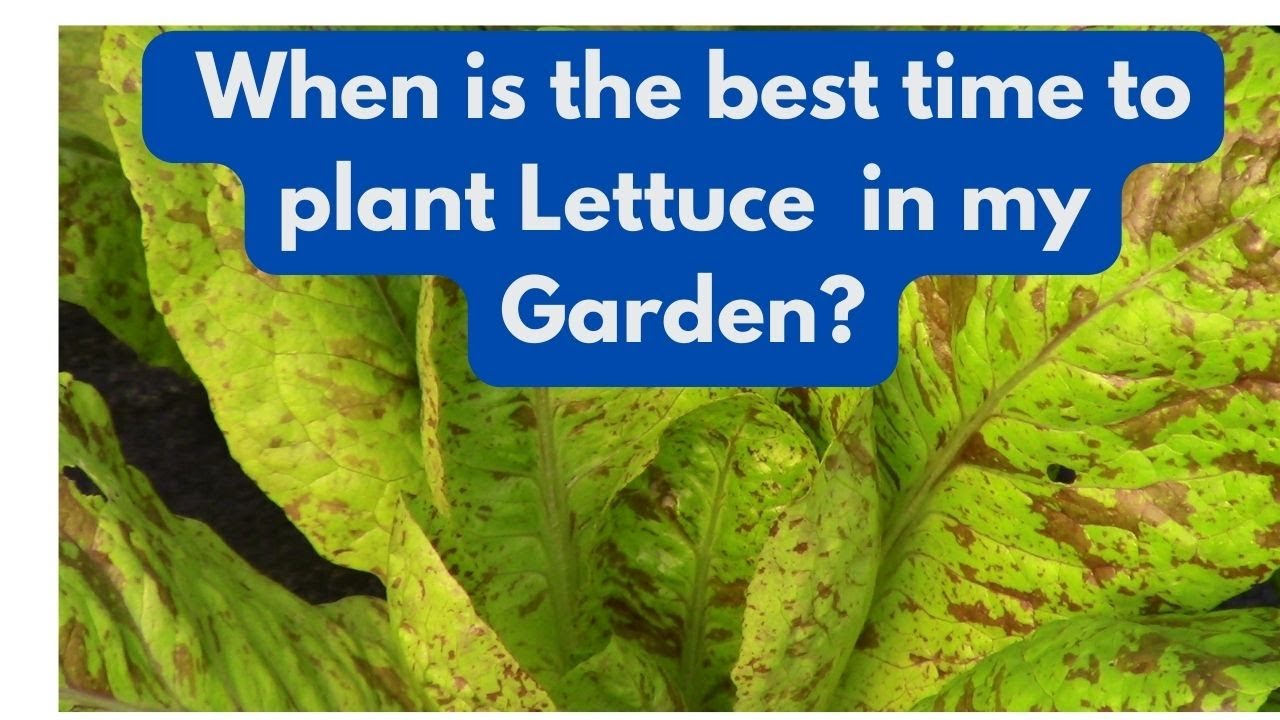 When is the Best Time to Plant Lettuce in my Garden? YouTube