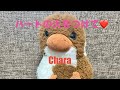 【歌ってみた】ハートの火をつけて Chara #チャラ#カラオケ