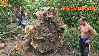 Vua Khỉ Miền Tây xử lý phần rễ và hạ nguyên thân cây Còng lớn (phần cuối). Cutting samanea saman 