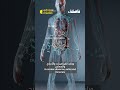 فاصلة ليش الاستحمام بعد الأكل مضر