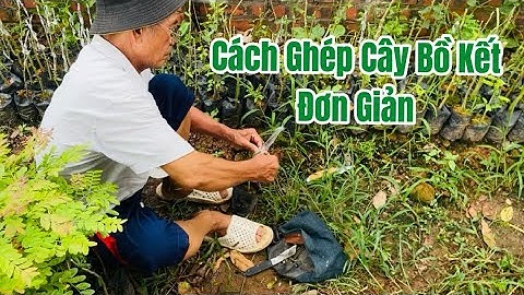 Cách ghép cây bồ kết | Cây Giống Bồ Kết