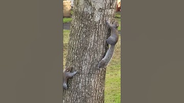 Squirrels climbing tree #wildvancouver #nature