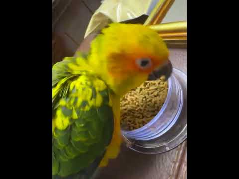 Popular, golden sun weaning, parrot learning to eat, parrot food, parrot supplies