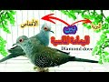 طائر الحمام الماسي لحمام الملكي  
