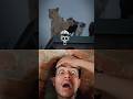 cats are fearless.....#cat #trollfaceedit#viralvideo #shorts