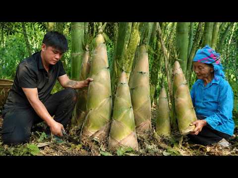Harvesting Giant Bamboo Shoots, Grandma Makes Traditional Dried Bamboo