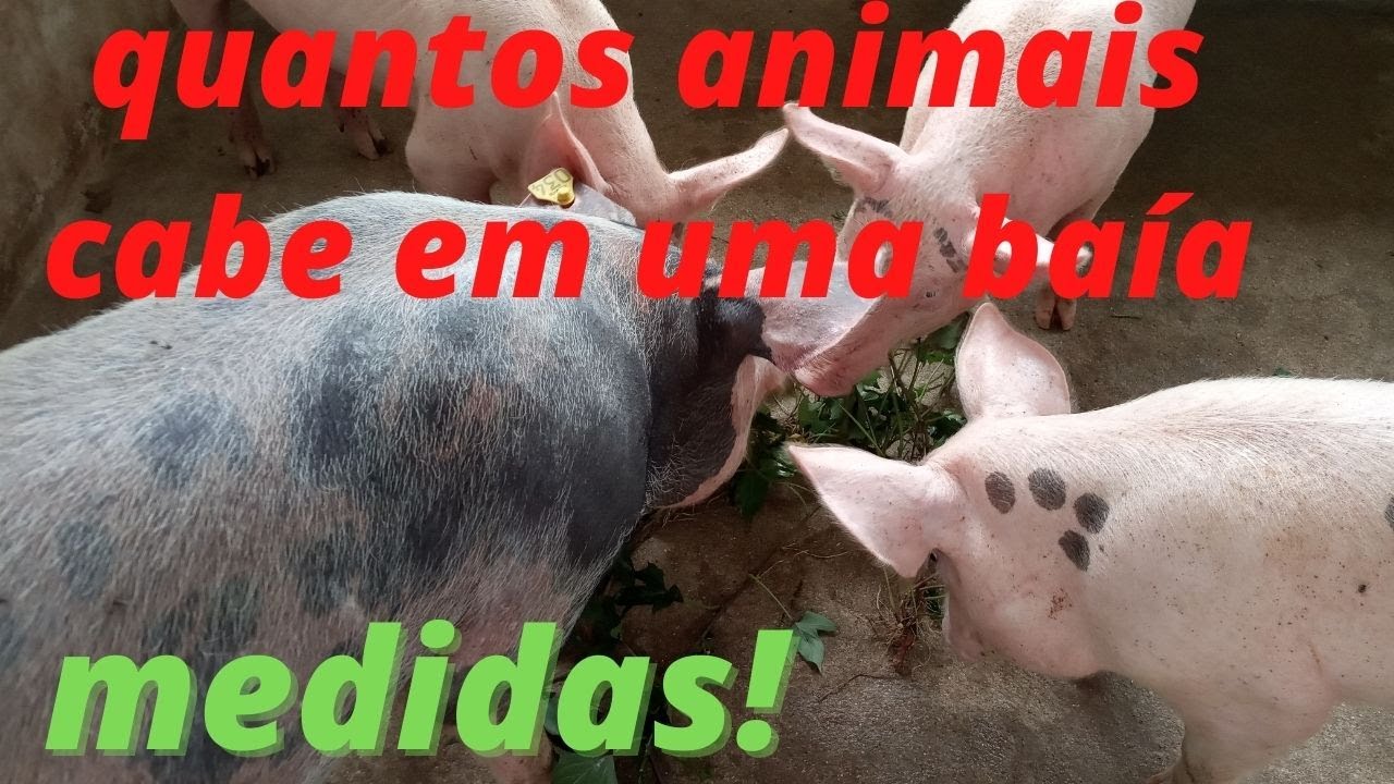 quantos porcos colocar nas baía?