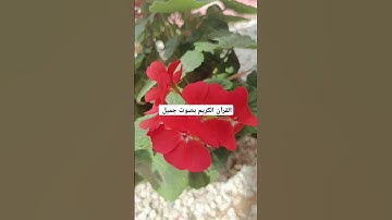 القرآن الكريم بصوت جميل #لايك #quran #ناصر_القطامي #خالد #تفاعل #خالد_الجليل #تلاوات #حالات #mbc