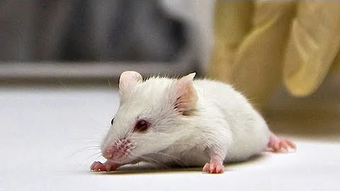 Key to Slowing Old Age May Be in Brain