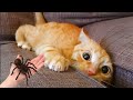 Try Not To Laugh 😂 Funny Cat Videos 2023 😍 Funniest Animal Videos | Part 1