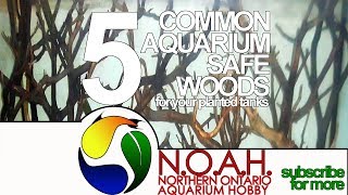 5 Common Aquarium Safe Woods for Your Planted Tank Manzanita Shipment ...