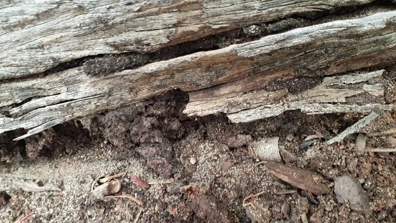 A1 Pest Control Glenorie