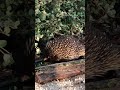 Australian Wildlife - Does the early echidna get the ants?