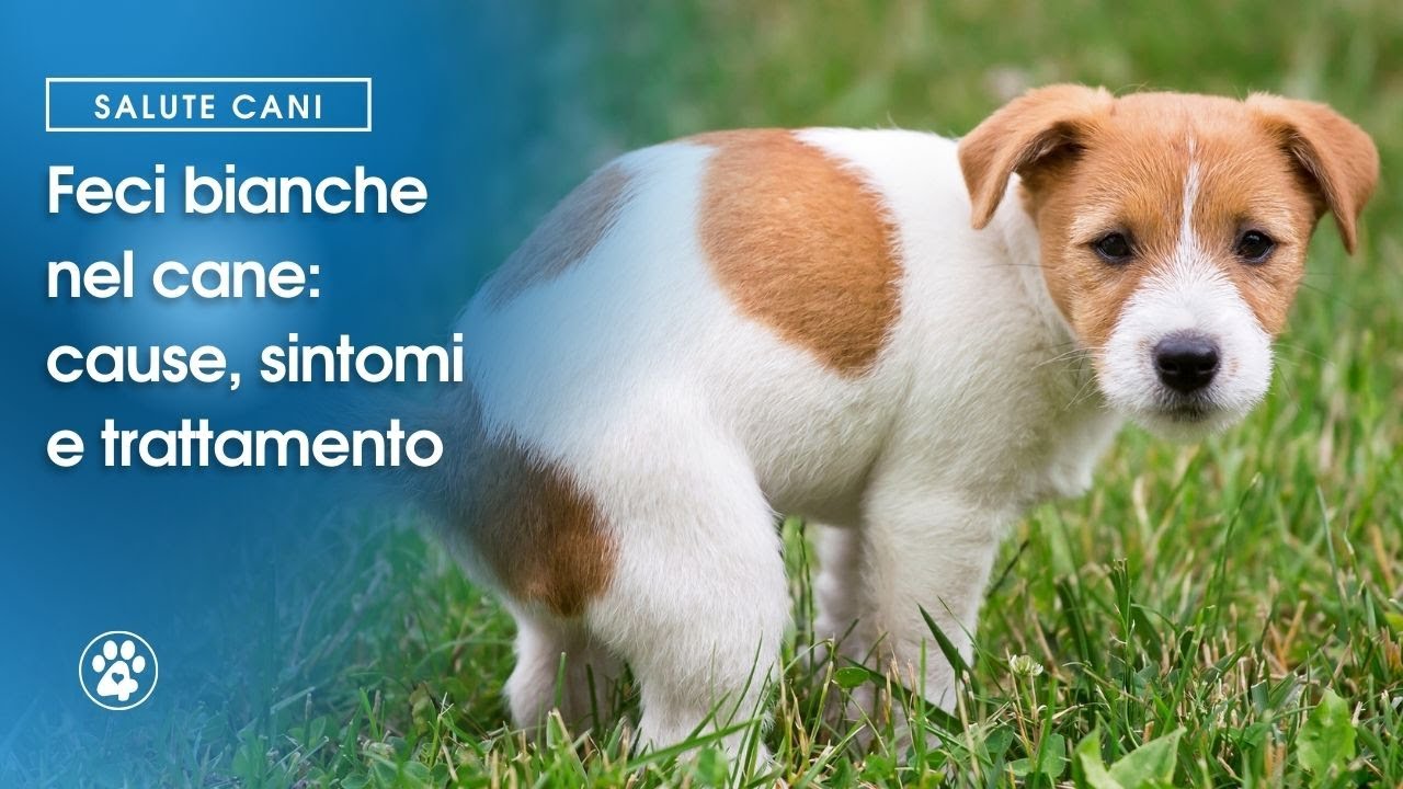 Feci bianche nel cane cause, sintomi e trattamento