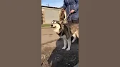 Дай лапу друг Запорожье
