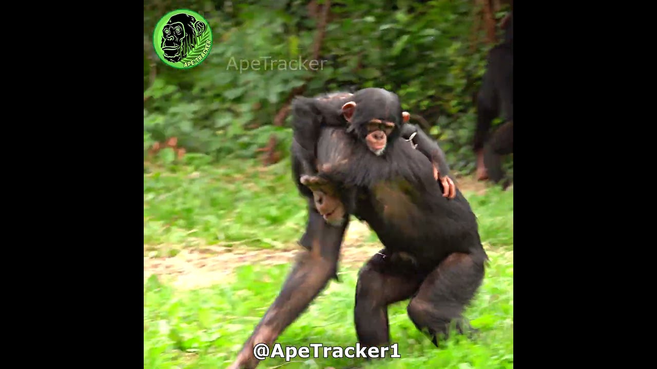 Chimp Runs Off With Her Baby Brother 