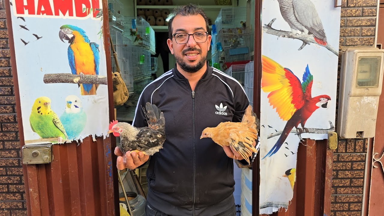 الجديد عند حمدي🔥أجيو نتولعو عشاق الموندران البادا دجاج الزينة الروز والفيشر البادجي فرجة ممتعة