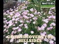 Top 10 questions of the week  top 10 perennial groundcovers for hillsides