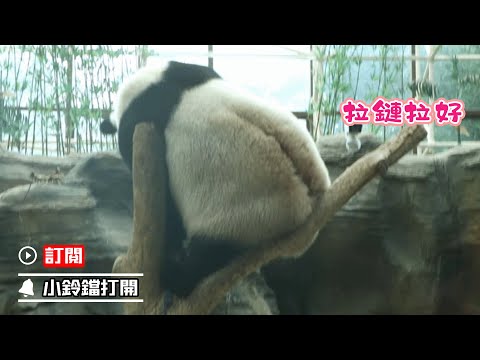 《熊貓主題趴》大熊貓的“拉鏈”開了 | iPanda熊貓頻道