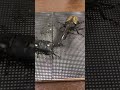 Hercules beetle vs palawan stag beetle