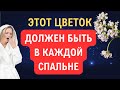 Топ комнатных растений, для крепкого сна