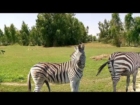 zebra mating new best video/zebra mate first time