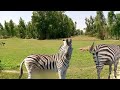 Zebra mating new bestzebra mate first time