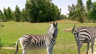 zebra mating new best video/zebra mate first time Resimi