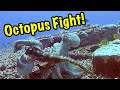 Rare Footage! - Octopuses Fighting, Mating & Changing Colors