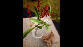 Mistletoe 2 of 7