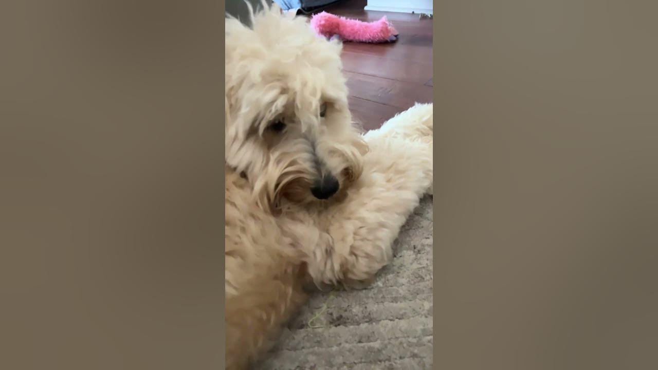 What Do You Mean Something Cute Ej_official Funny YouTube What Do You Mean Something Cute Ej_official Funny YouTube