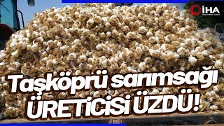 Taşköprü Sarımsağında Yaşanan Verim Kaybı Üreticisini Üzdü Resimi