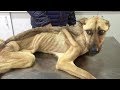 История спасения и невероятное преображение истощённого щенка, находившегосяся на грани смерти