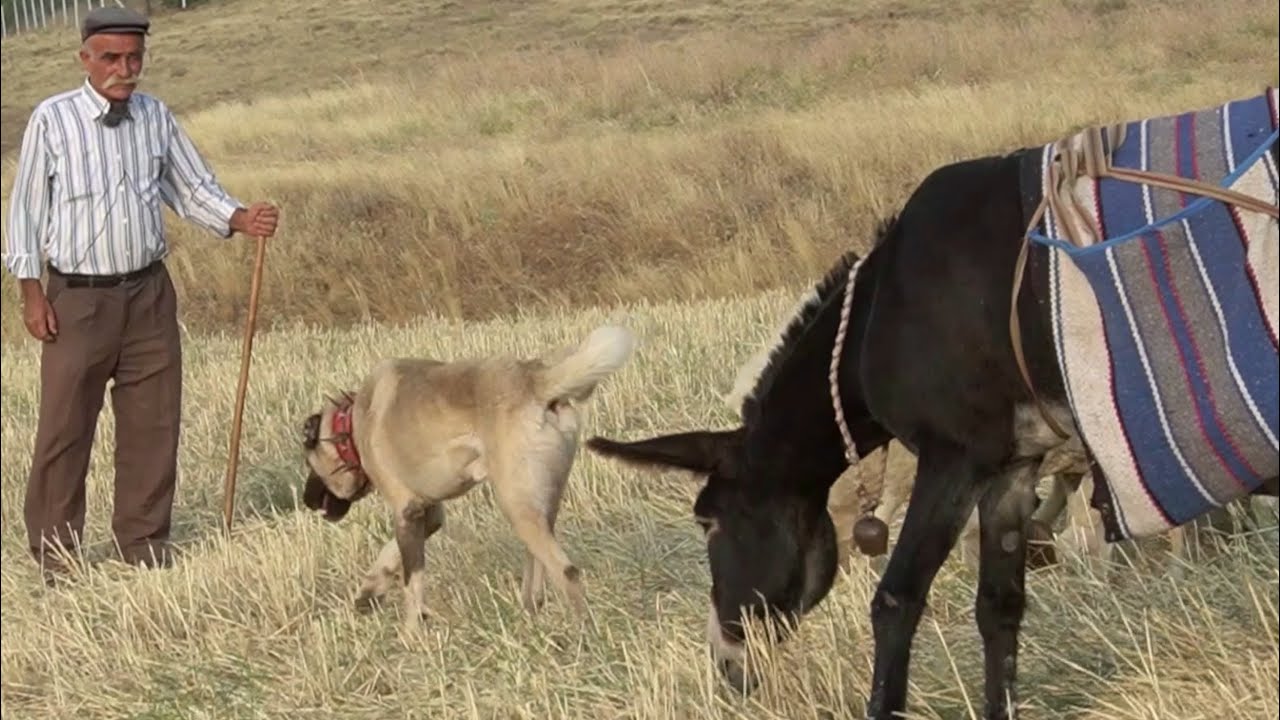 60 YILLIK ÇOBAN PALA DAYI VE KANGAL KÖPEKLERİ ( BELGESEL ) KURT VE KANGAL KÖPEKLERİ İLE ANILARI