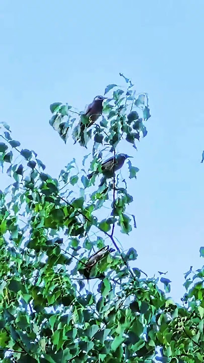 The northern mockingbird isa mocking bird commonly found in North America 🐦 #shorts #birdcollisions