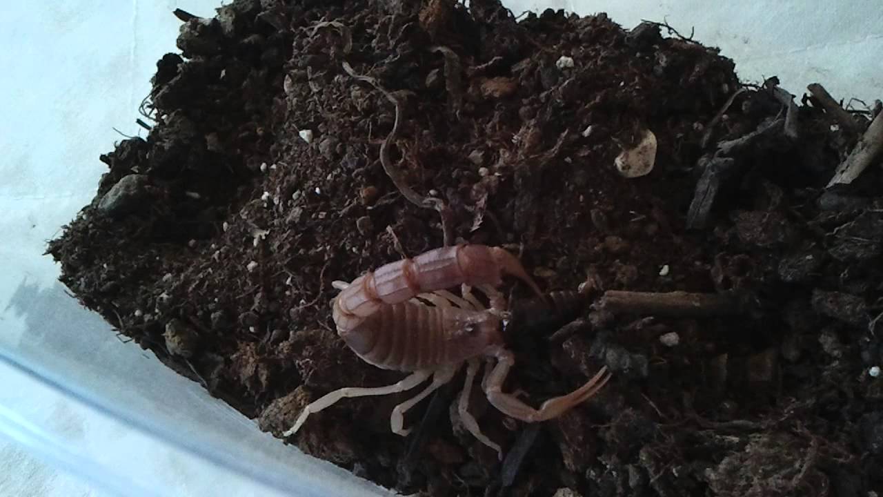 Androctonus crassicauda