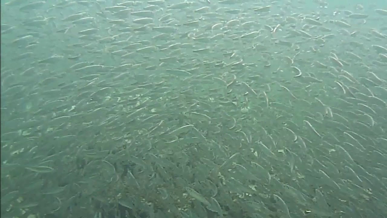 Иваси(Дальневосточная сардина) - YouTube