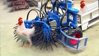 Çiftlik&#39;ten Sofraya! Tam Otomatik Akıllı Makinalarla Şaşırtıcı Tavuk Yakalama Toplama Ve Sonrası..