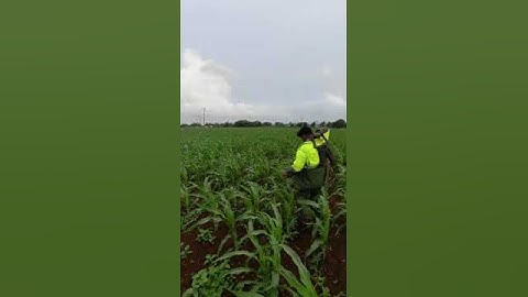 Lineman life | Rain time lineman life #hescom #news #transformer #keb