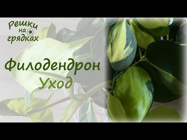 Филодендрон Уход в домашних условиях